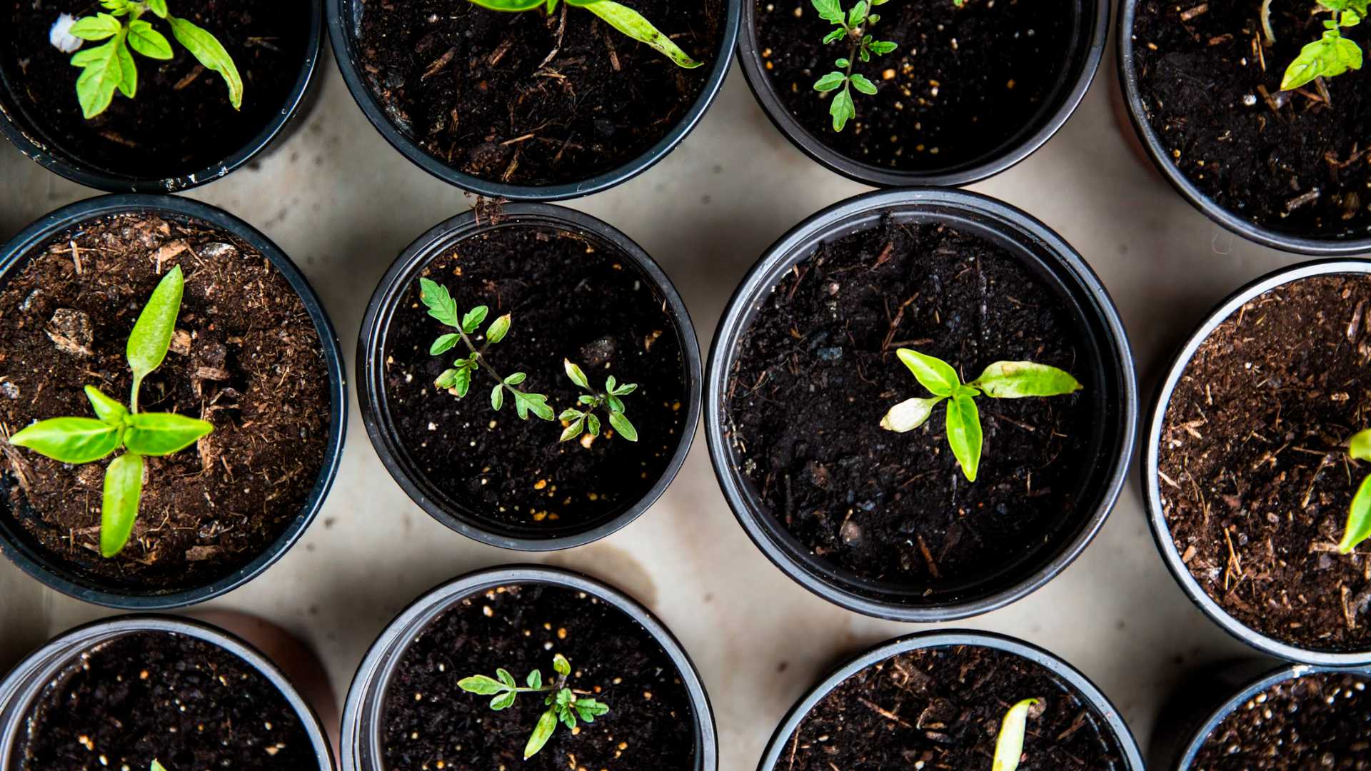 Pots and Seedlings