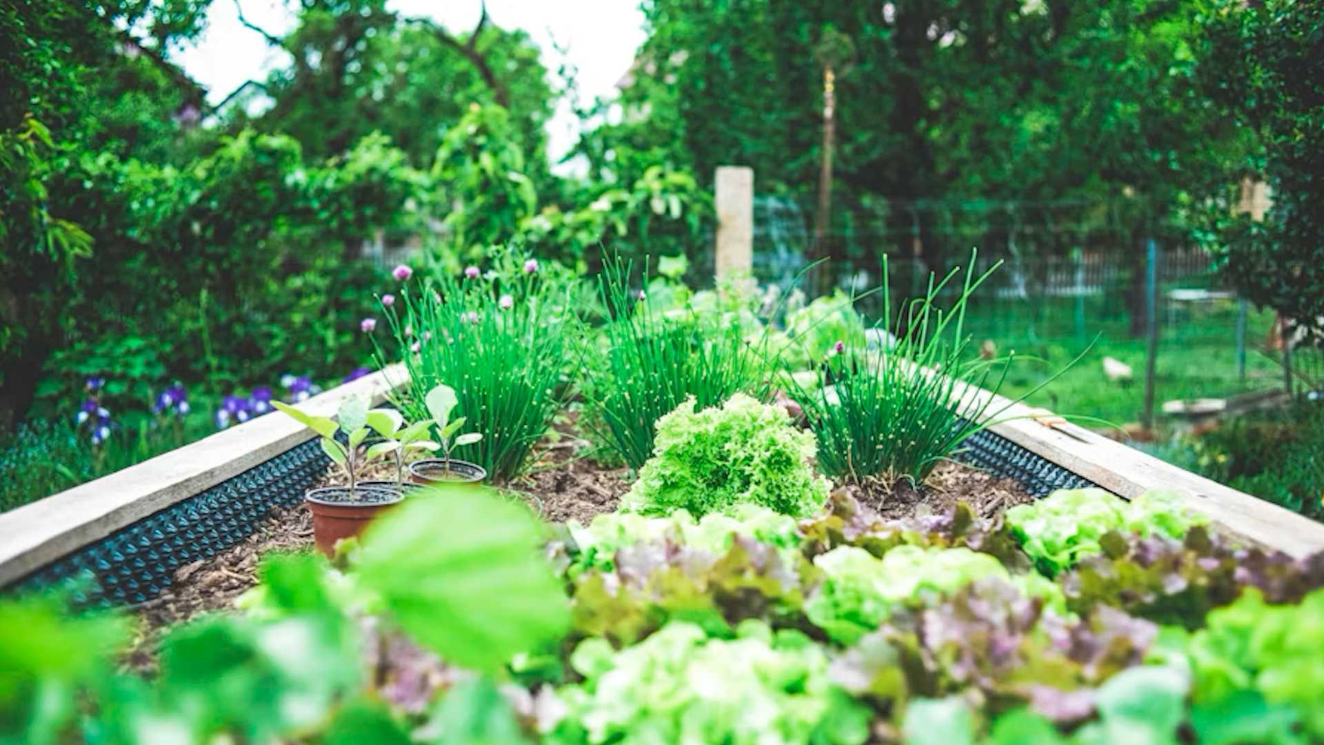 Vegetable Garden