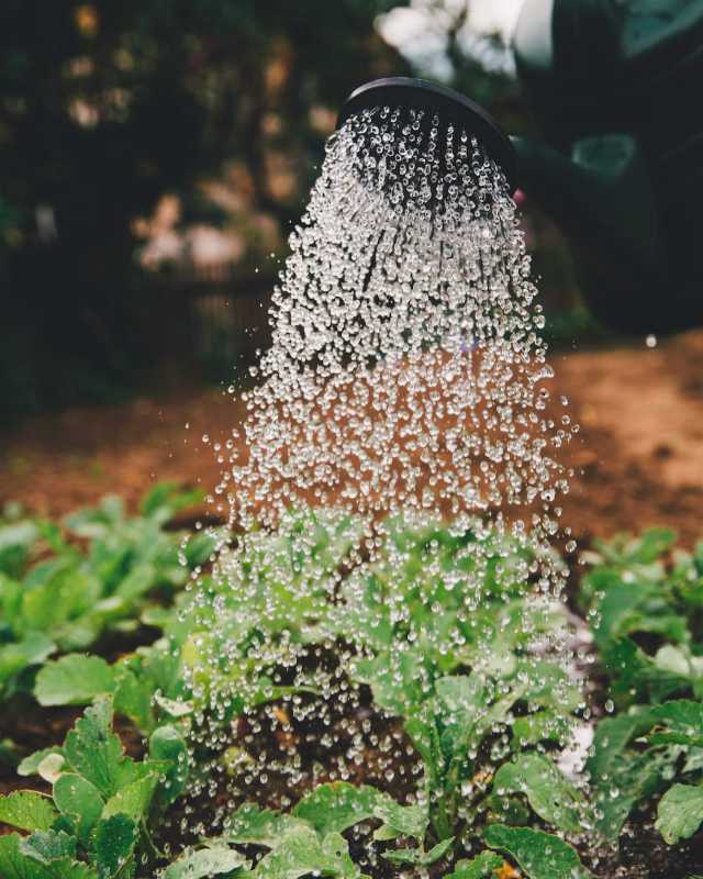 Watering Plants