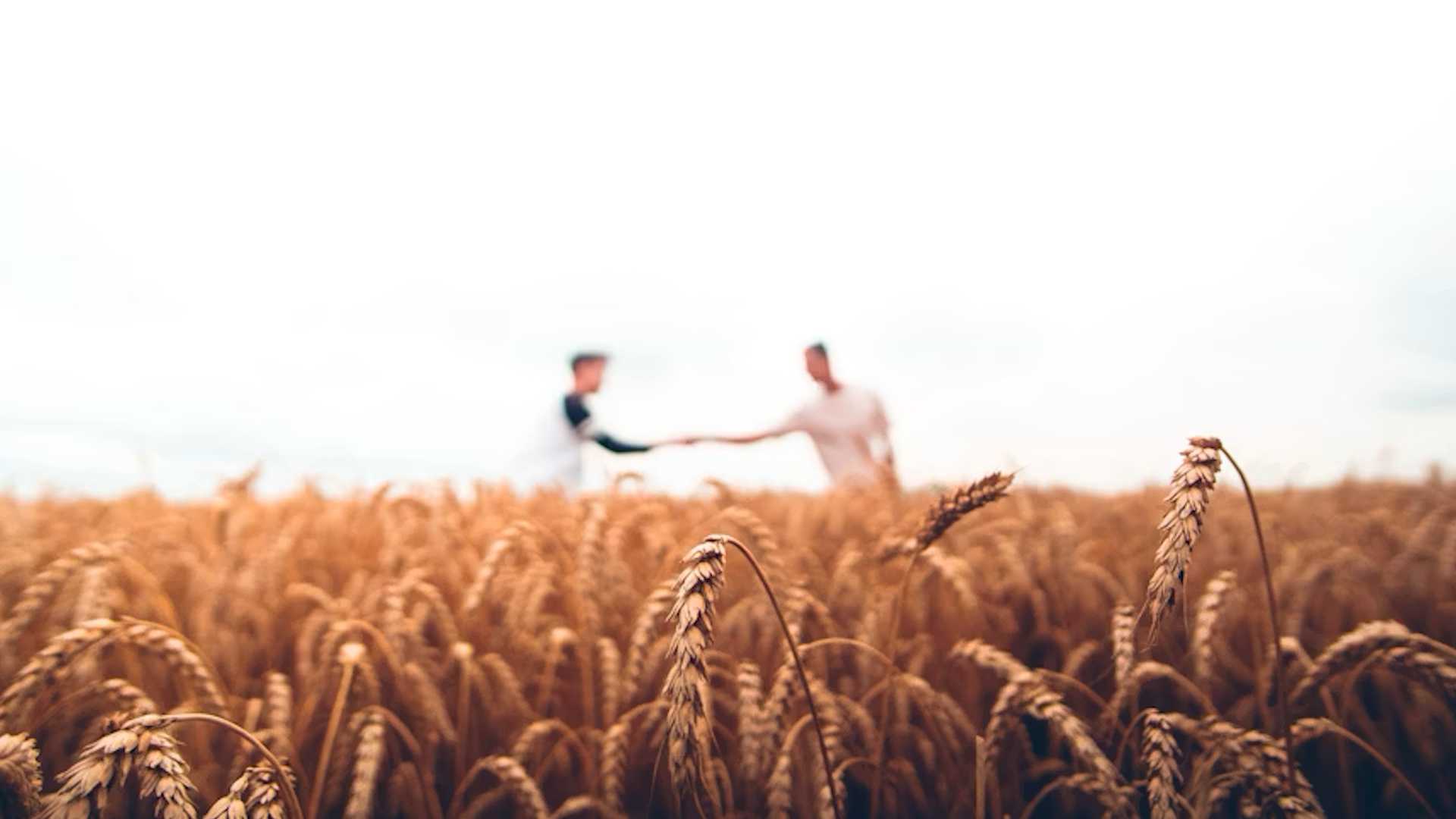 Wheat Field